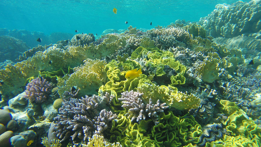 reefs