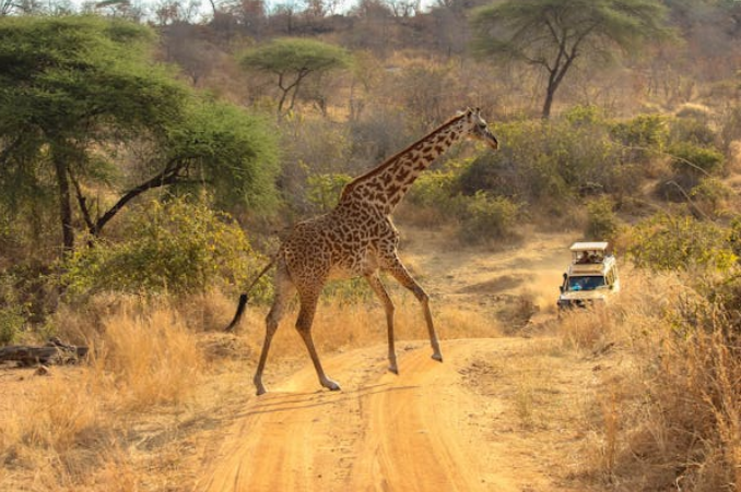 giraffe
